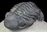 Pedinopariops Trilobite - Beautiful Preservation #66340-1